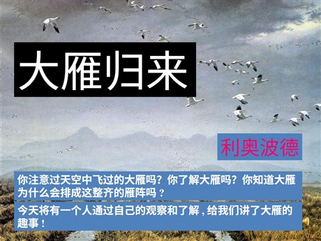 《大雁归来》PPT课件4