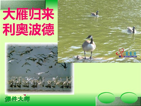 《大雁归来》PPT课件5