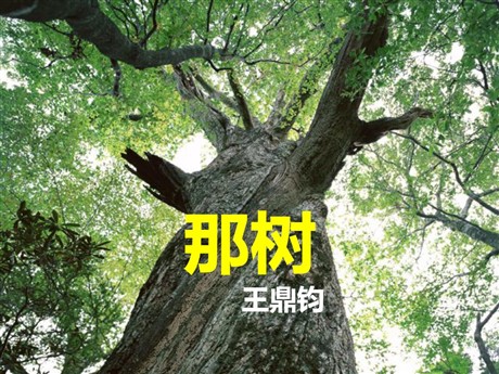 《那树》PPT课件