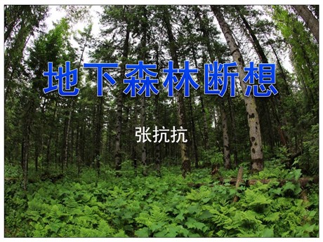 《地下森林断想》PPT课件2