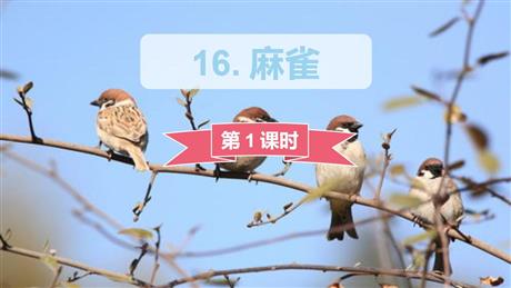 《麻雀》PPT课件下载(第1课时)