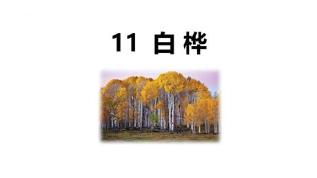 《白桦》PPT优质课件下载