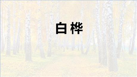 《白桦》PPT课文课件下载
