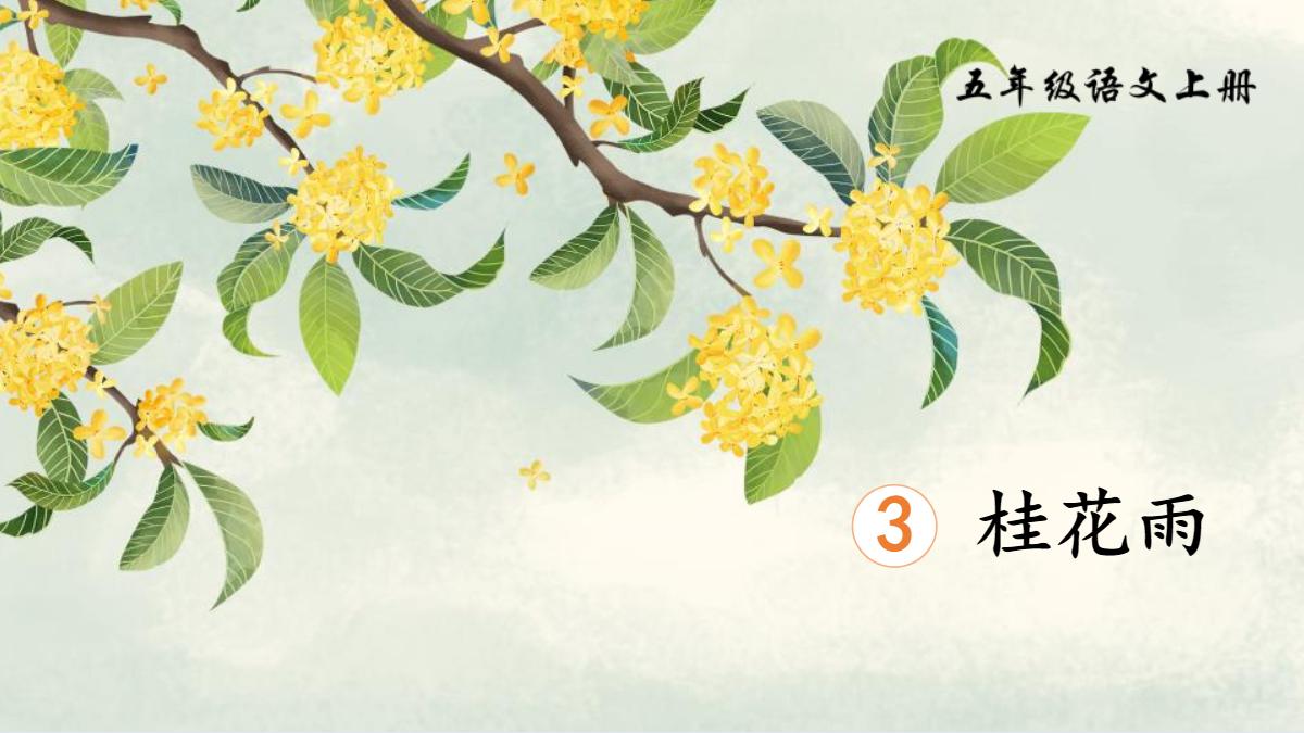 《桂花雨》PPT免费精品课件