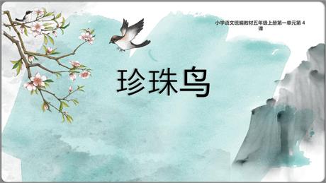 《珍珠鸟》PPT免费教学课件