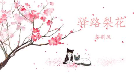 《驿路梨花》PPT优秀课件下载