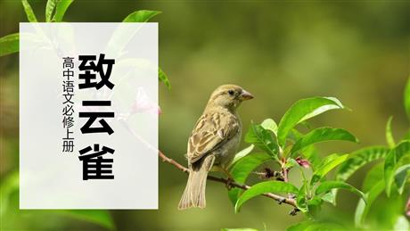 《致云雀》PPT免费下载