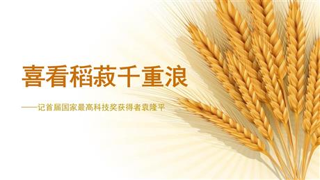《喜看稻菽千重浪》PPT课件下载