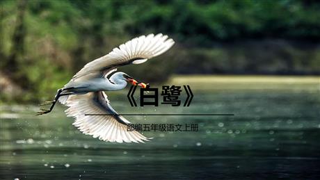 《白鹭》PPT优质教学课件