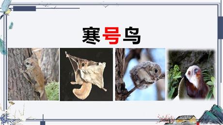 《寒号鸟》PPT优质教学课件
