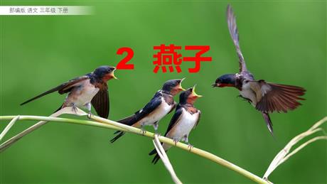 《燕子》PPT课文课件