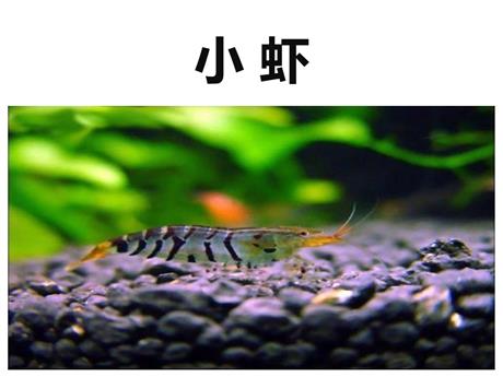 《小虾》PPT精品课件下载