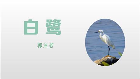 《白鹭》PPT精品课件下载