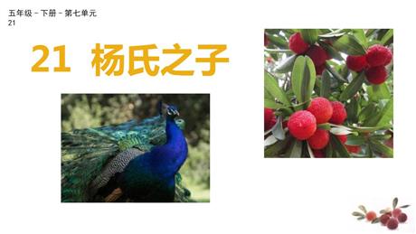 《杨氏之子》PPT教学课件下载