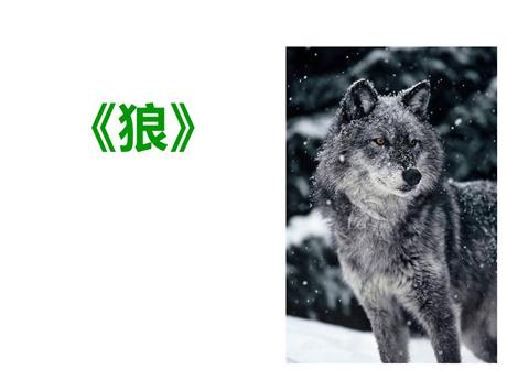 《狼》PPT课文课件下载