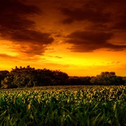 玉米田的小孩2 Children of the Corn II: The Final Sacrifice