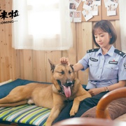 警犬来啦