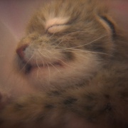 动物成长 Growing Up Animal