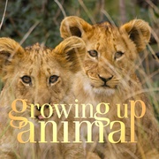 动物成长 Growing Up Animal