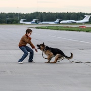 点击查看图片 忠犬帕尔玛 Пальма