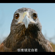 微观世界 Tiny Creatures