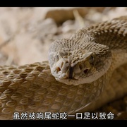 微观世界 Tiny Creatures