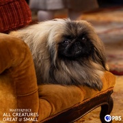 万物生灵 第三季 All Creatures Great and Small Season 3