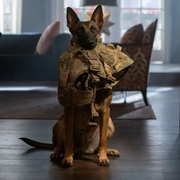 忠犬 Dog