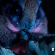 超凡动物奇观 Super/Natural