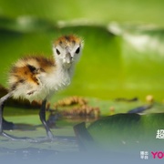 超凡动物奇观 Super/Natural