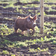 克拉克森的农场 第三季 Clarkson's Farm Season 3