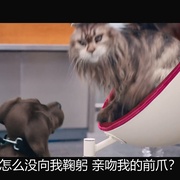 猫狗大乱斗 Chien et Chat