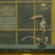 点击查看图片 捕鼠人 The Rat Catcher