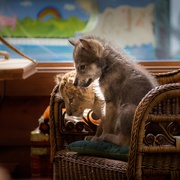 狮子与狼 Le loup et le lion