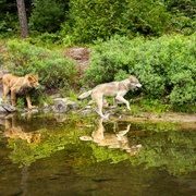 狮子与狼 Le loup et le lion