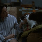 爱情叩应 The Truth About Cats & Dogs