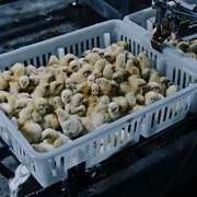 毒从口入：食物的丑陋真相 Poisoned: The Dirty Truth About Your Food