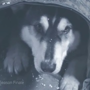 僵尸国度 第二季 Z Nation Season 2