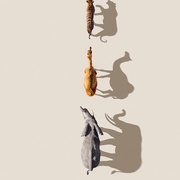 哺乳动物星球 Mammals