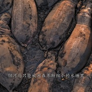 哺乳动物星球 Mammals