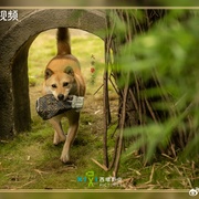 点击查看图片 似锦