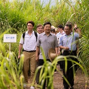 幸福草