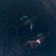追踪海洋巨兽 Chasing Ocean Giants