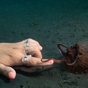 章鱼的秘密 Secrets of the Octopus