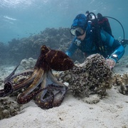章鱼的秘密 Secrets of the Octopus