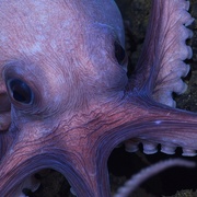 章鱼的秘密 Secrets of the Octopus