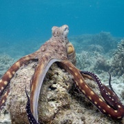 章鱼的秘密 Secrets of the Octopus