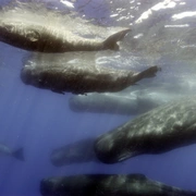海洋间谍 Spy in the Ocean