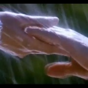 印度拉贾 Raja Hindustani