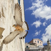 点击查看图片 地中海 Mediterranean: Life Under Siege